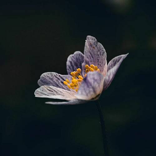 ایمان حجری میبارم مثل اون ابری که توی چشمام